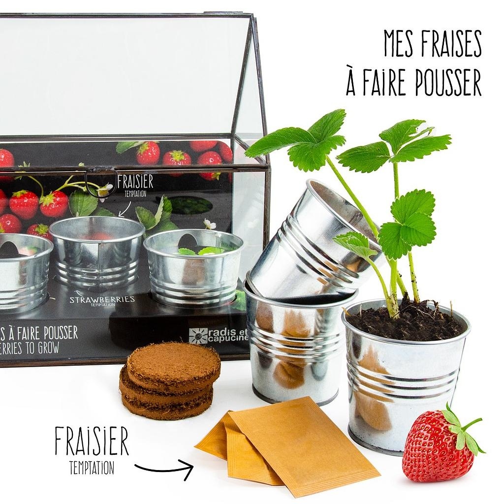 CHASSIS ZINC 3 POTS FRAISIERS BIO