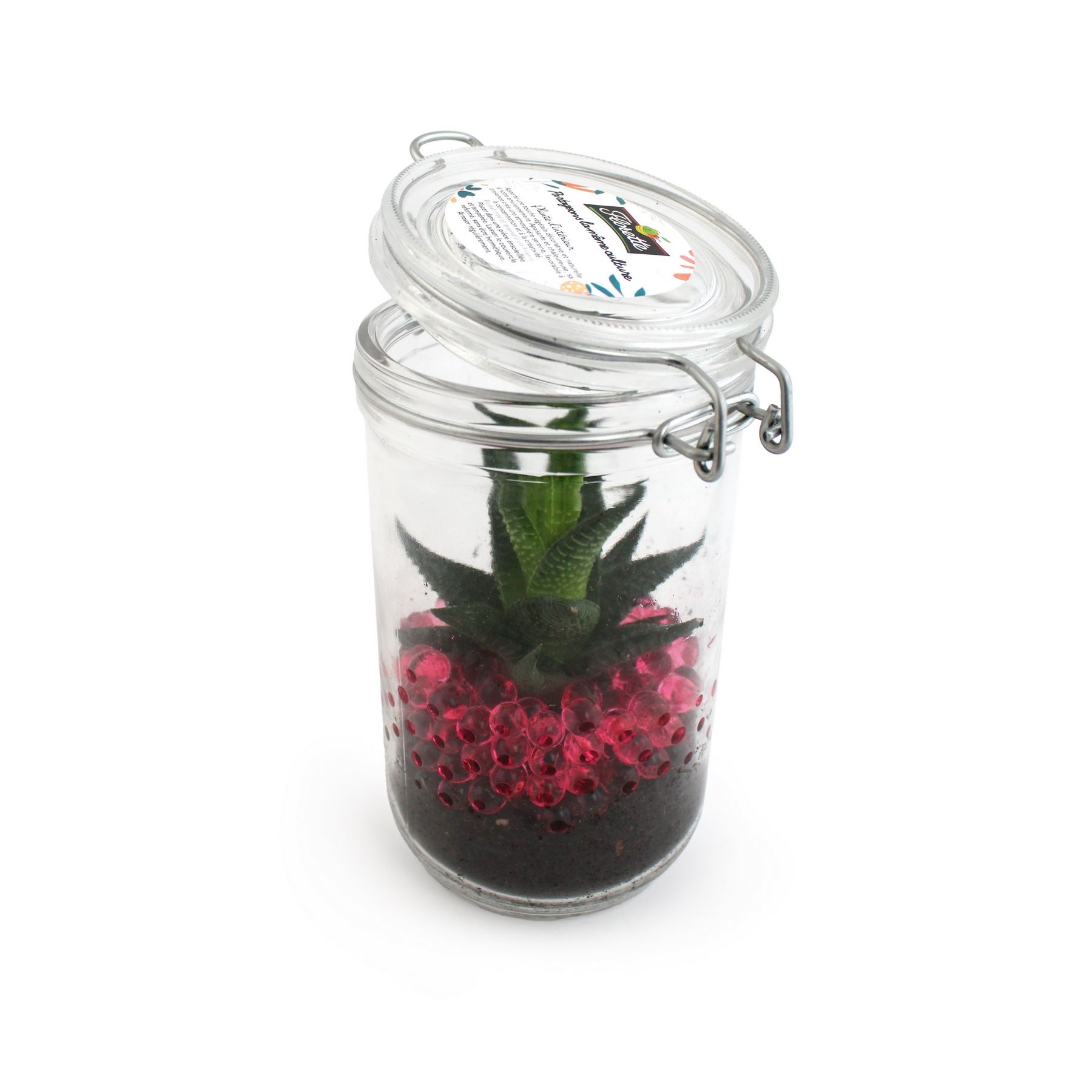 Plante grand bocal