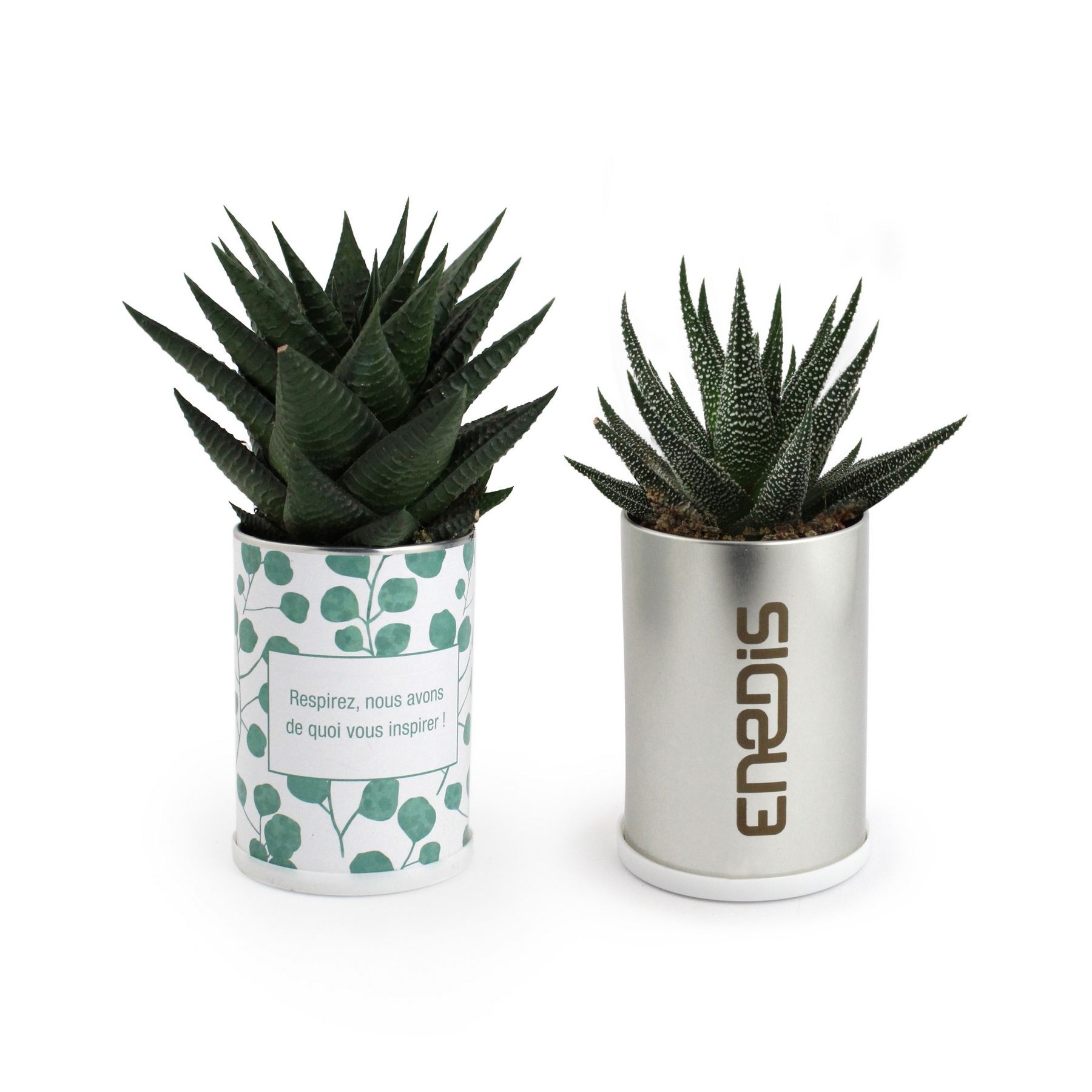 Canette plante alu