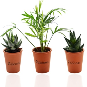 Mini plante dpolluante