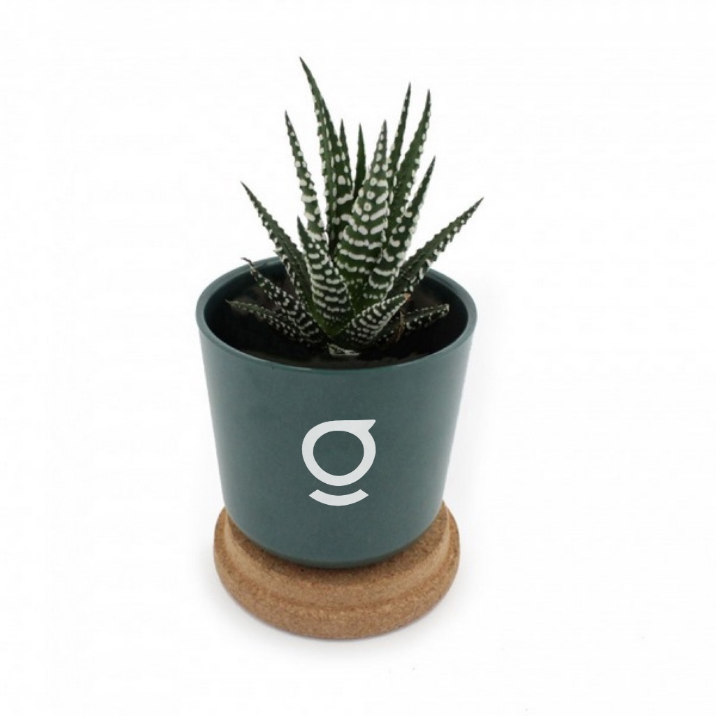 Plante dpolluante en pot bambou + soucoupe lige