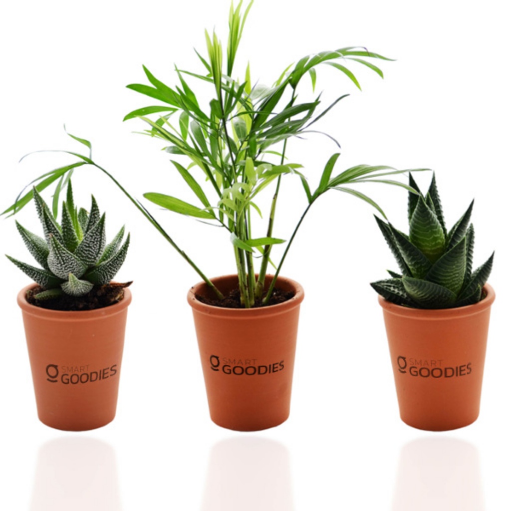 Mini plante dpolluante