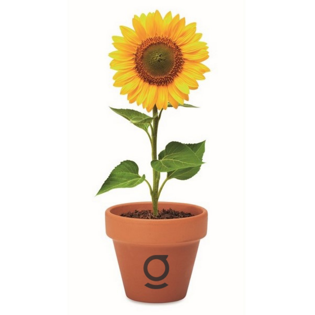 Pot  graines de tournesol