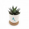 Plante dpolluante en pot bambou + soucoupe lige