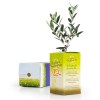 Petit olivier en bote cube personnalise