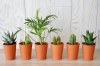 Mini plante dpolluante