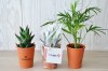 Mini plante dpolluante