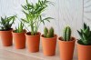 Mini plante dpolluante