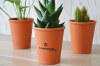 Mini plante dpolluante