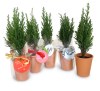 Mini plante dpolluante