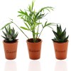 Mini plante dpolluante