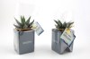 Mini plante dpolluante avec pot pour ordinateur
