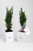 Mini plante dpolluante avec pot pour ordinateur