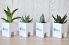 Mini plante dpolluante avec pot pour ordinateur