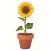 Pot  graines de tournesol