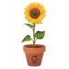 Pot  graines de tournesol