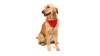 Collier Bandana - Roco