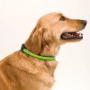 Collier - Muttley