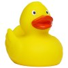 Canard uni