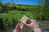 Couteau de pays 'Terroir', olivier