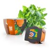 KIT DE PLANTATION 55MM TERRE CUITE