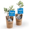 PLANT D'OLIVIER EN POT WRAP KRAFT