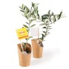 PLANT D'OLIVIER EN POT WRAP KRAFT