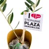 PLANT D'OLIVIER EN POT WRAP KRAFT