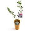 PLANT D'OLIVIER EN POT WRAP KRAFT