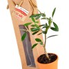 PLANT D'OLIVIER EN POT TERRE ET SAC KRAFT