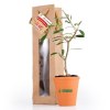 PLANT D'OLIVIER EN POT TERRE ET SAC KRAFT