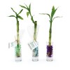 Bambou d'eau en vase