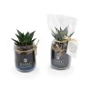 Plante bocal