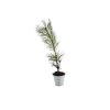 Plant d'arbre pot zinc Ø8 cm - Résineux