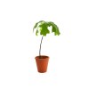 Plant d'arbre pot terre cuite Ø10 cm - Feuillus