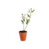 Plant d'arbre pot terre cuite Ø10 cm  - Prestiges