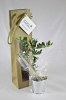 Plant d'arbre sac kraft - Feuillus