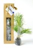 Plant d'arbre sac kraft - Feuillus