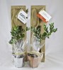 Plant d'arbre sac kraft - Feuillus