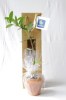 Plant d'arbre sac kraft - Feuillus