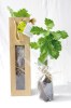 Plant d'arbre sac kraft - Feuillus