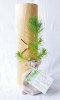 Plant d'arbre tube bois - Feuillus