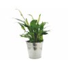 Plante pot zinc Ø15 cm