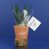 Plante prestige pot 7cm