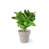 Set Pot de Fleurs - Nertel
