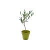 Plant d'arbre pot Bambou Ø10 cm - Prestiges