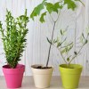 Plant d'arbre pot Bambou Ø10 cm - Prestiges