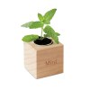 MENTA - Pot en bois avec graine