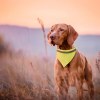 Collier Bandana - Bipols