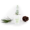 Petit arbre en pot biodégradable - Pin